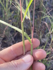 Themeda arguens