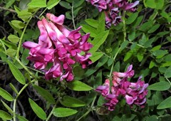 Vicia nigricans
