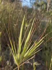 Themeda arguens