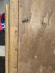 Podabrus flavicollis