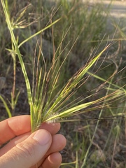 Themeda arguens