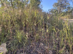 Themeda arguens