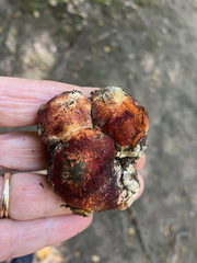 Gastroboletus