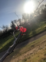Cercis canadensis