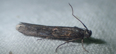 Pempelia palumbella