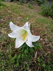 Lilium longiflorum scabrum