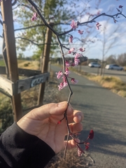 Cercis canadensis