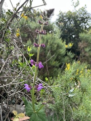Salvia sclareoides