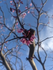Cercis canadensis