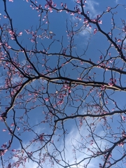 Cercis canadensis