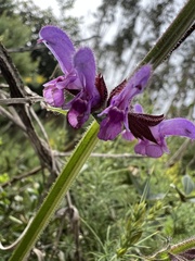 Salvia sclareoides