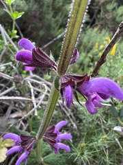 Salvia sclareoides