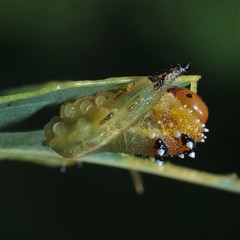 Lophyrotoma interrupta