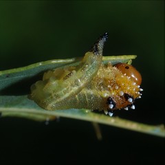 Lophyrotoma interrupta