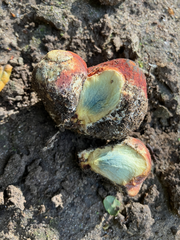 Gastroboletus