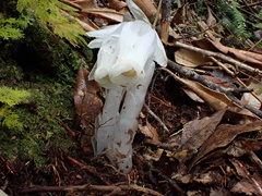 Monotropastrum humile glaberrimum