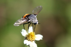 Bombomyia