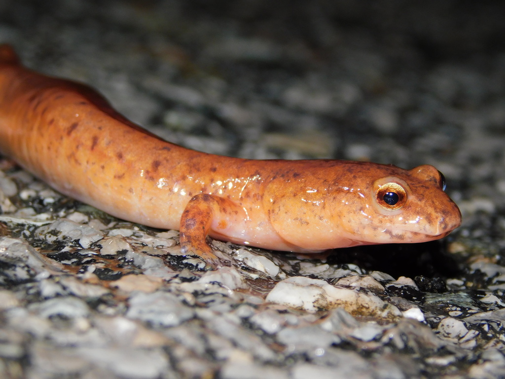 Kentucky Spring Salamander in April 2022 by dbond · iNaturalist