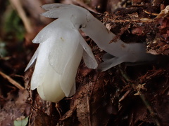 Monotropastrum humile glaberrimum