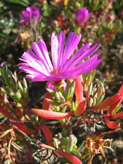 Lampranthus ceriseus