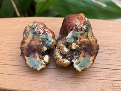 Gastroboletus