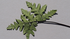 Pentagramma rebmanii