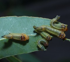 Lophyrotoma interrupta