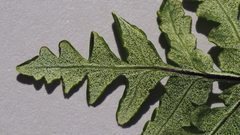 Pentagramma rebmanii