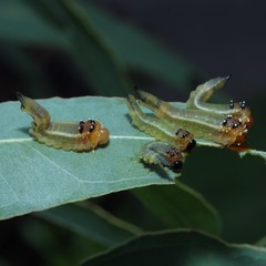 Lophyrotoma interrupta
