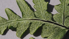 Pentagramma rebmanii