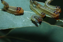 Lophyrotoma interrupta