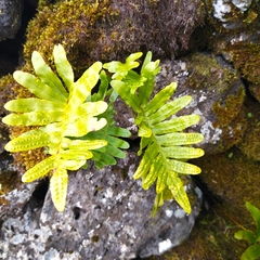Polypodium macaronesicum azoricum