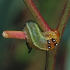 Lophyrotoma interrupta