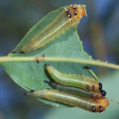 Lophyrotoma interrupta