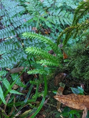 Phlegmariurus fordii