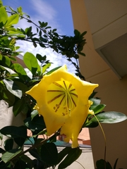 Solandra