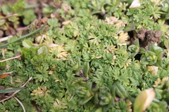 Alchemilla australis