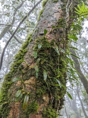 Bulbophyllum melanoglossum