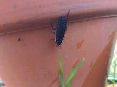 Drymaplaneta communis