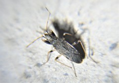 Froeschneria piligera