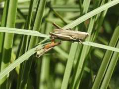 Amblytropidia australis