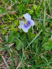 Viola sororia