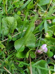 Viola sororia