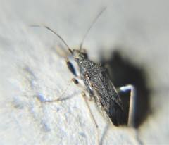 Froeschneria piligera