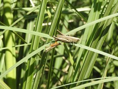 Amblytropidia australis