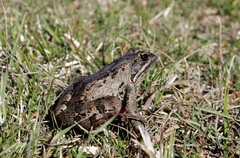 Rana macrocnemis