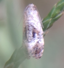 Gynnidomorpha romonana