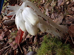 Monotropastrum humile glaberrimum