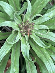 Erysimum × marshallii