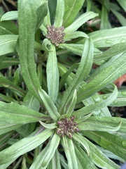 Erysimum × marshallii